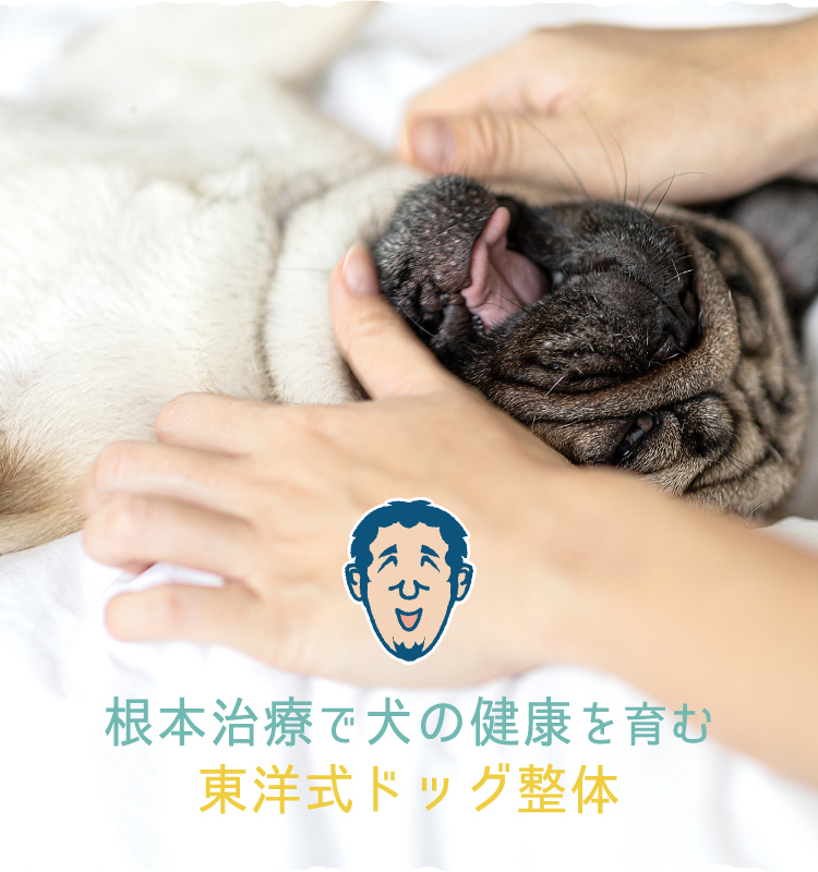 愛犬と１日でも長く元気に過ごすために｜関西出張専門「犬の整体」すまいるDog整体